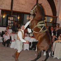 Chevaux dans la salle de réception
