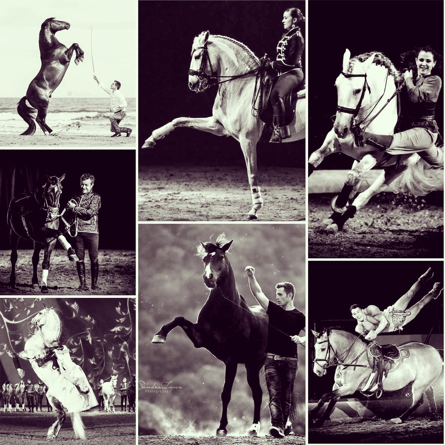 Stages équitation hasta luego nîmes dressage voltige liberté